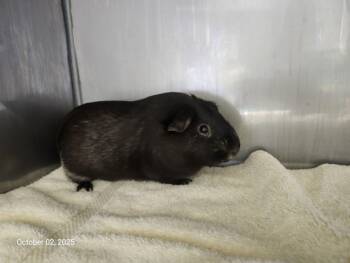 Rescue Guinea Pig Guinea Pigs for Adoption in Santa Cruz, California - MORGAN* | PetCurious